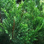 5L Cedarwood Virginian Oil