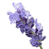 5L Lavandin Abrialis Essential Oil