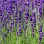 5kg Lavender French Alpine Essential Oil