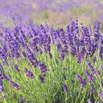 5kg Lavender Population Essential Oil