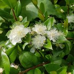 5kg Myrtle Essential Oil