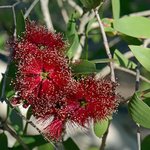 5kg Niaouli Essential Oil