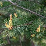 5L Pine Essential Oil