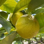 6 ml Bergamot Bergaptene Free Essential Oil                                                         