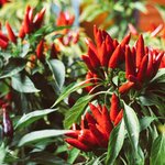 6mL Chilli Seed Essential Oil