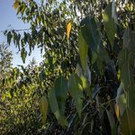 6mL Eucalyptus Staigeriana Essential Oil