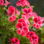 6mL Geranium Egypt Essential Oil