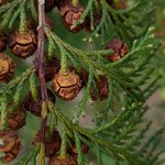 6mL Hinoki Essential Oil