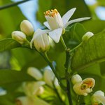 6mL Neroli Moroccan Essential Oil