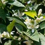 6mL Neroli Italian Essential Oil