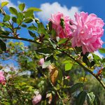 6mL Rose Otto (Bulgarian) Essential Oil