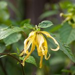6mL Ylang Ylang 1st Essential Oil