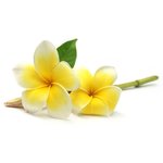 100 ml Frangipani Fragrant Oil