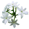 100mL Jasmine Fragrant Oil