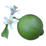 100 ml Lime Blossom Fragrant Oil