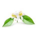 100 ml Neroli Fragrant Oil