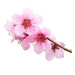 100 ml Peach Blossom Fragrant Oil