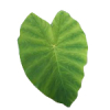 100mL Rainforest Fragrant Oil