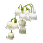 17 ml Lily Of The Valley Fragrant Oil