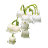 17mL Lily Of The Valley Fragrant Oil