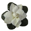 1kg Gardenia Fragrant Oil