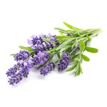 1 Kg Lavender Fragrant Oil