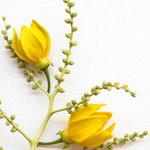 1kg Ylang Ylang Fragrant Oil