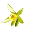 500g Vanilla Fragrant Oil