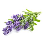 5kg Lavender Fragrant Oil