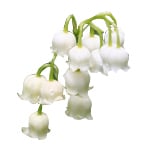 5 Kg Lily Of The Valley Fragrant Oil