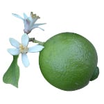 5 Kg Lime Blossom Fragrant Oil