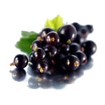 100 ml Black Currant Refined