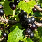 100mL Black Currant Refined Oil