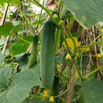 100mL Cucumber Oil