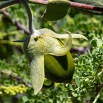 100mL Jojoba American Virgin Oil