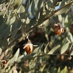 100 ml Jojoba Virgin Australian Oil