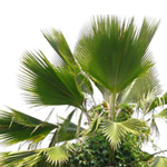100 ml Palm Refined Oil