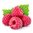 100 ml Raspberry Refined Oil