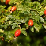 100mL Rosehip Refined Oil