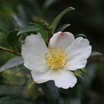 1L Camellia Refined Oil