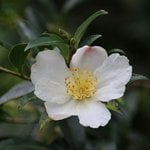 1L Camellia Refined Oil