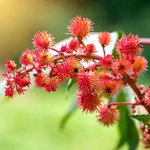 1L Castor Refined Oil