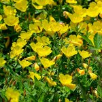 1L Evening Primrose Refined Oil
