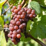 1L Grapeseed Refined Oil
