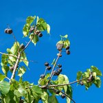 1L Kukui Nut Oil