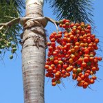 1kg Palm Refined Oil