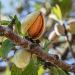 1L Almond Sweet Refined Oil