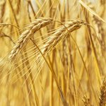1L Wheatgerm Refined Oil