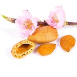 500mL Almond Sweet Virgin Oil