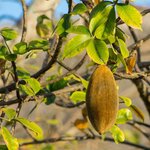 500mL Baobab Oil